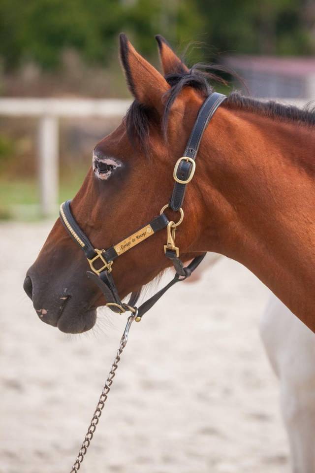 Broodmare New Forest For sale 2009 Bay