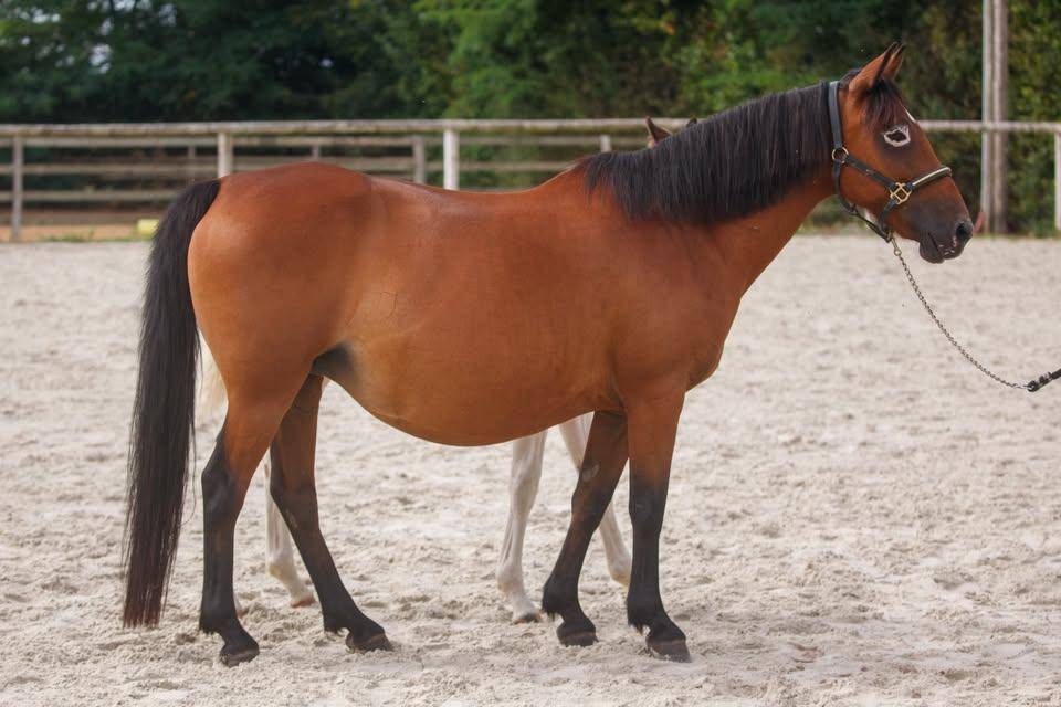 Broodmare New Forest For sale 2009 Bay