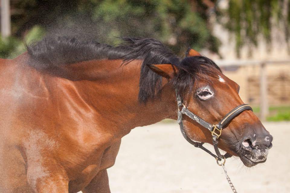 Broodmare New Forest For sale 2009 Bay