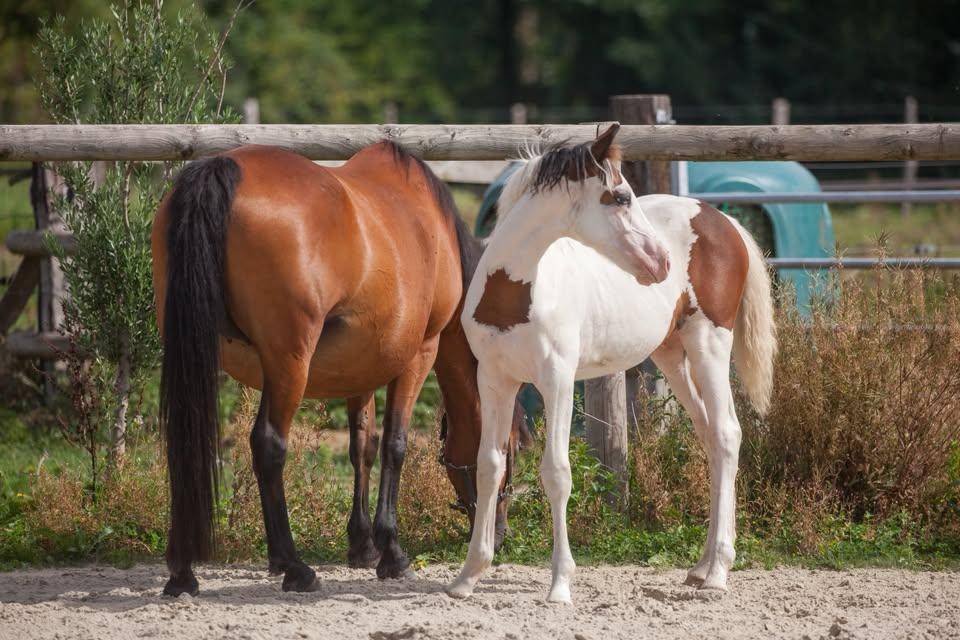 Broodmare New Forest For sale 2009 Bay
