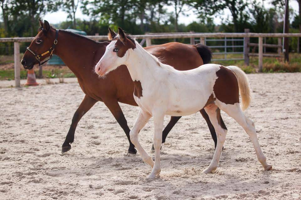 Broodmare New Forest For sale 2009 Bay
