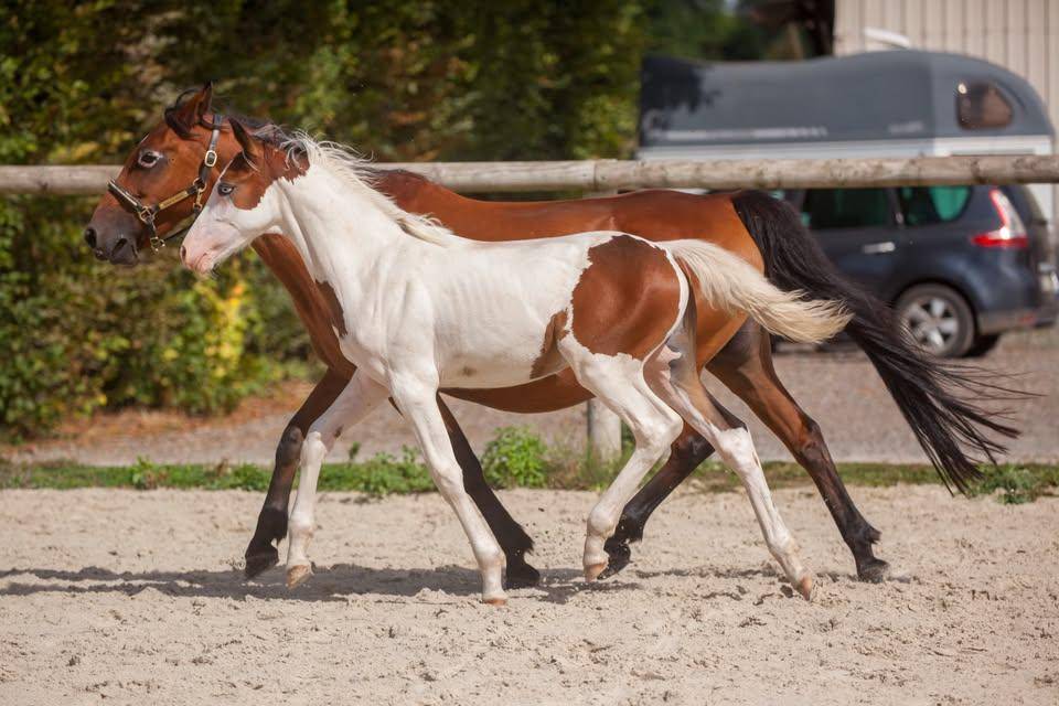 Broodmare New Forest For sale 2009 Bay