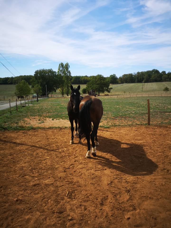 Gelding KWPN Dutch Warmblood For sale 2016 Black