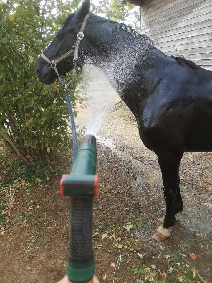 Gelding KWPN Dutch Warmblood For sale 2016 Black