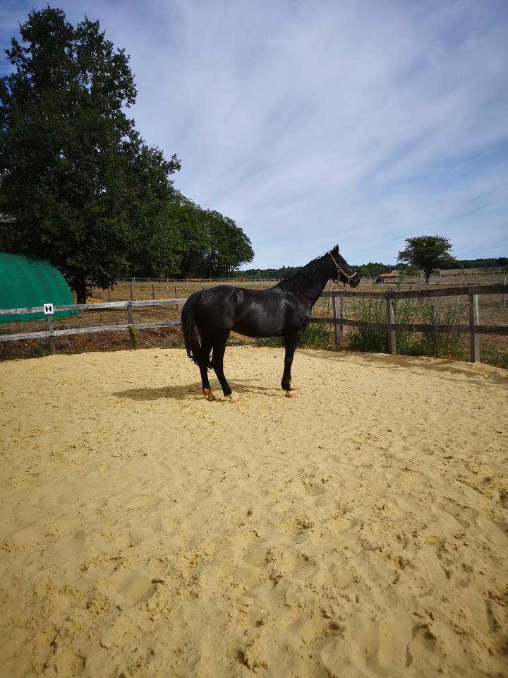 Gelding KWPN Dutch Warmblood For sale 2016 Black