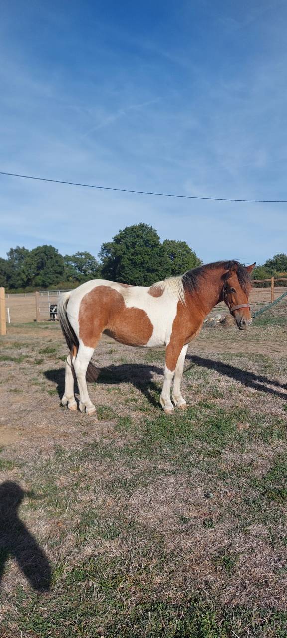 Mare Origin Recorded For sale 2024 Coloured