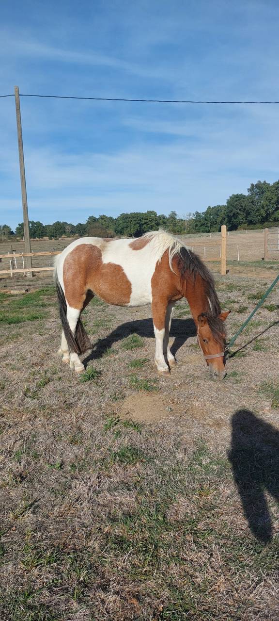 Mare Origin Recorded For sale 2024 Coloured