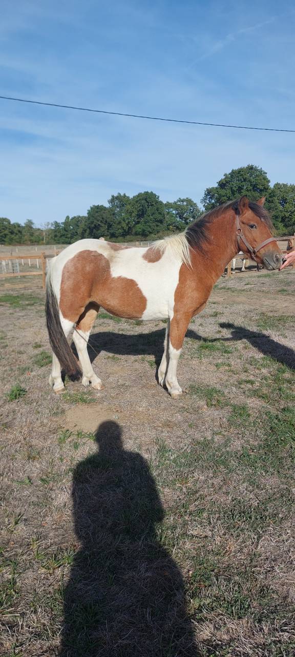 Mare Origin Recorded For sale 2024 Coloured