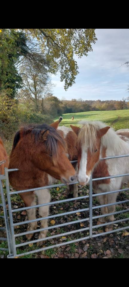 Mare Origin Recorded For sale 2024 Coloured