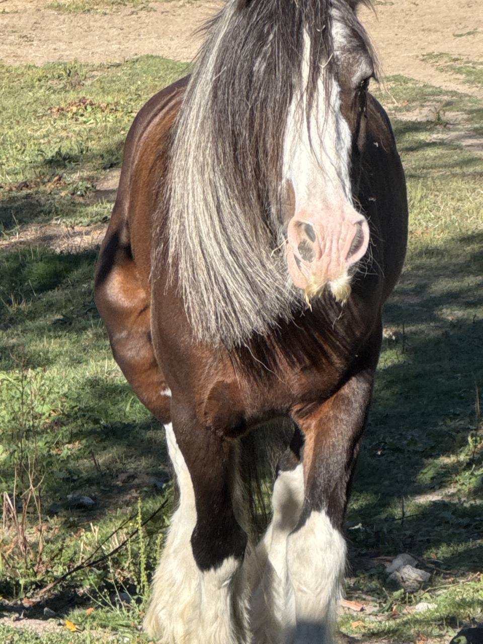 Mare Gypsy Cob For sale 2010 Bay