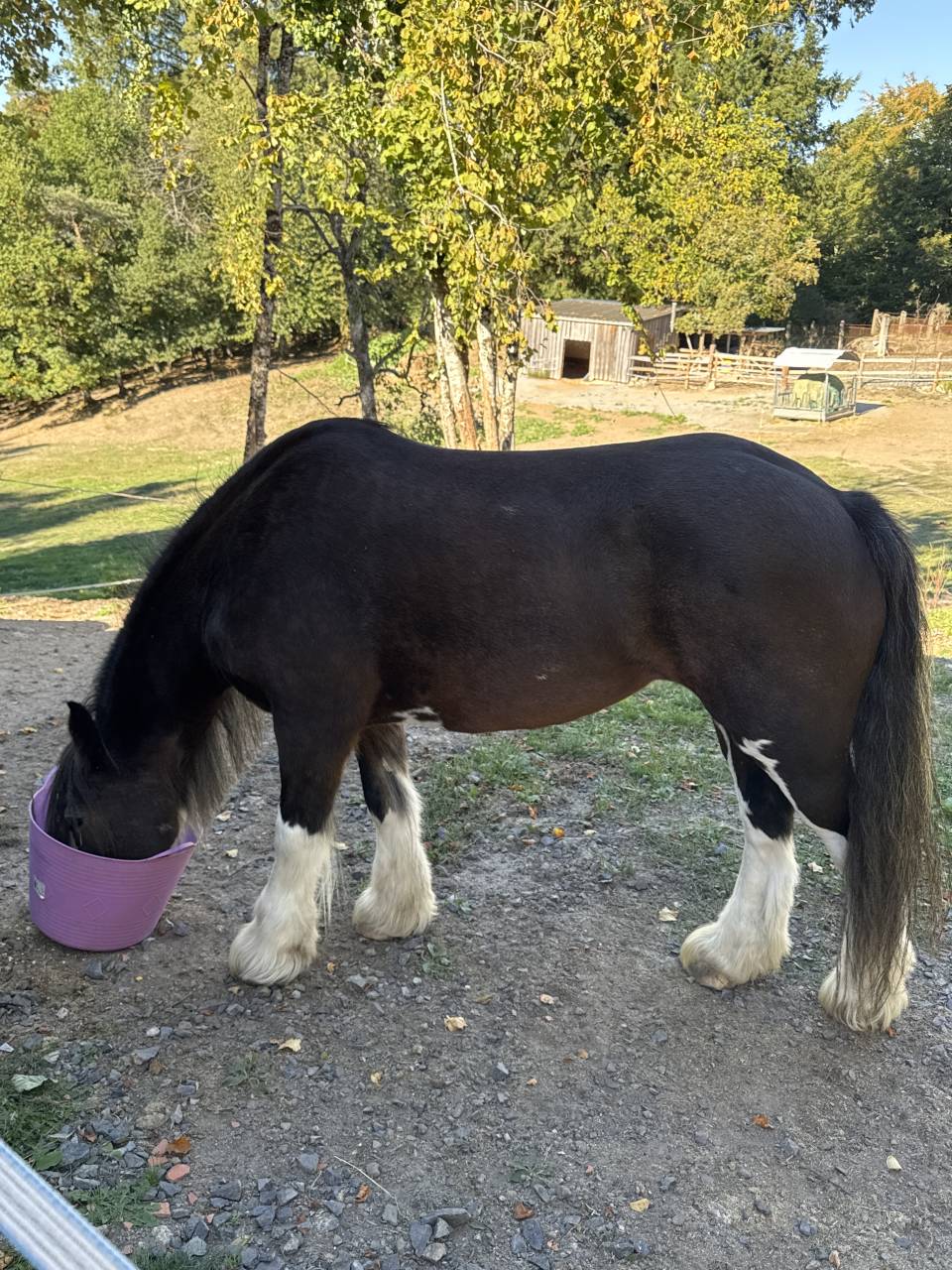 Mare Gypsy Cob For sale 2010 Bay