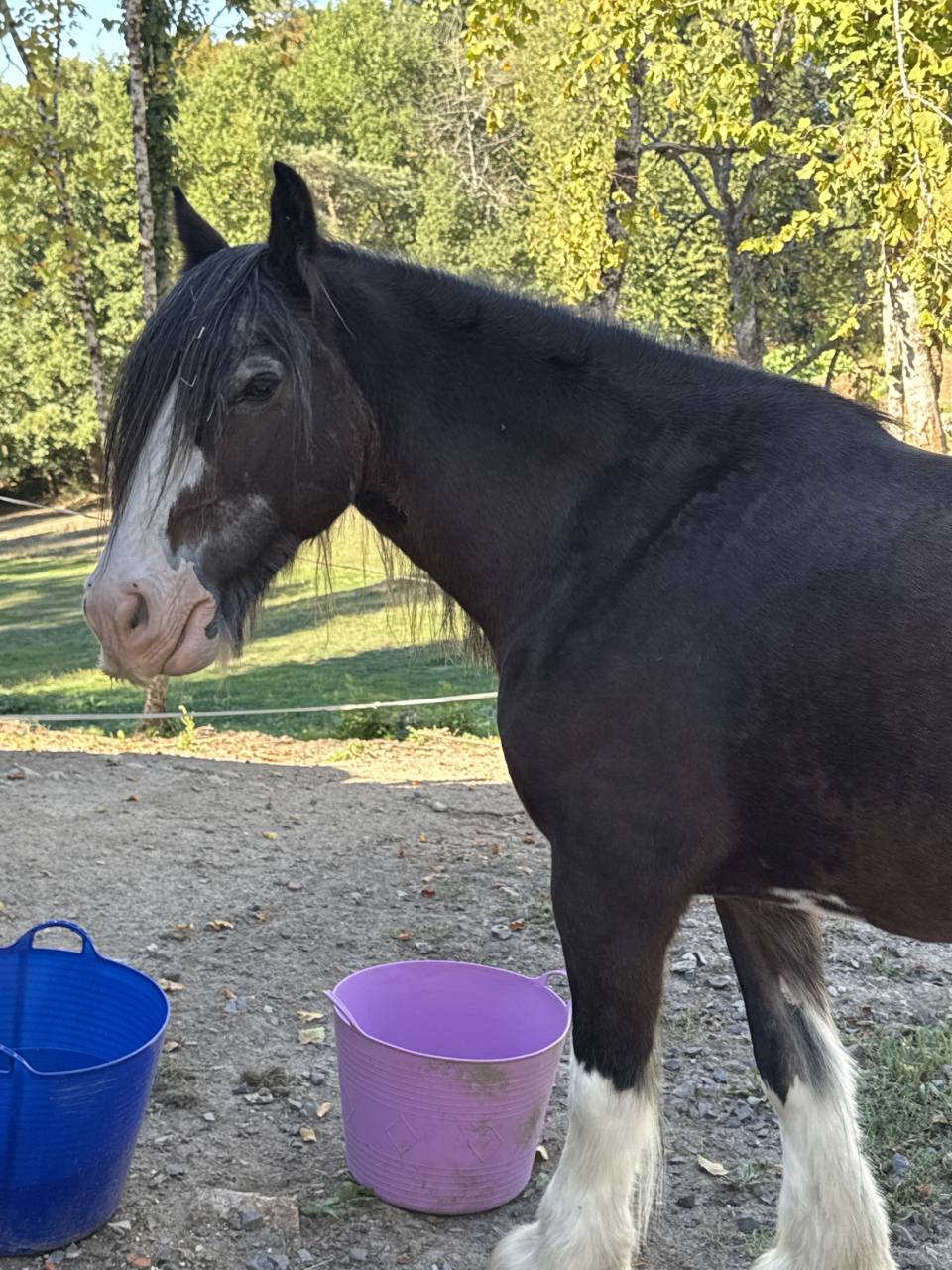 Mare Gypsy Cob For sale 2010 Bay