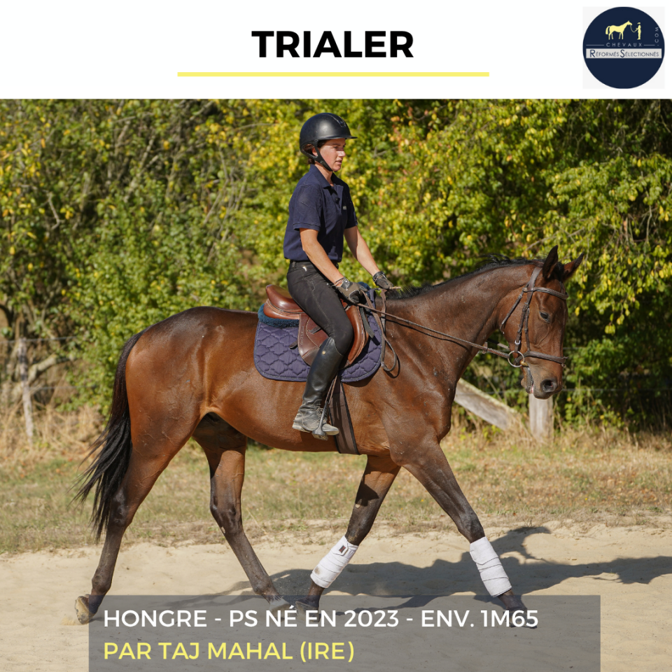 Gelding Thoroughbred For sale 2023 Bay