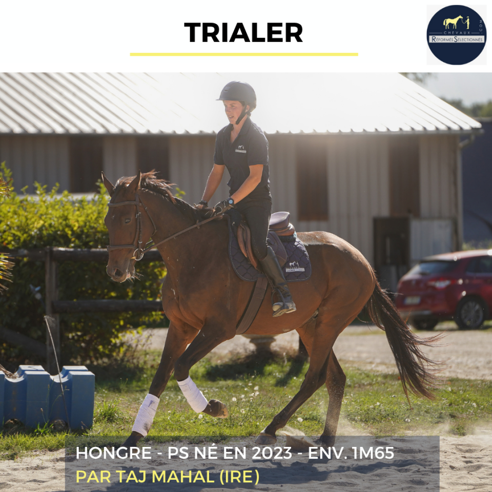 Gelding Thoroughbred For sale 2023 Bay