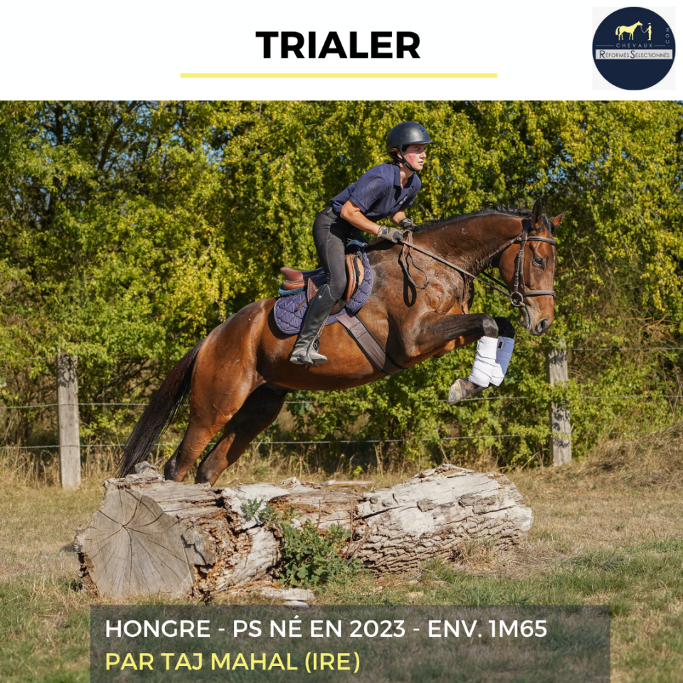 Gelding Thoroughbred For sale 2023 Bay