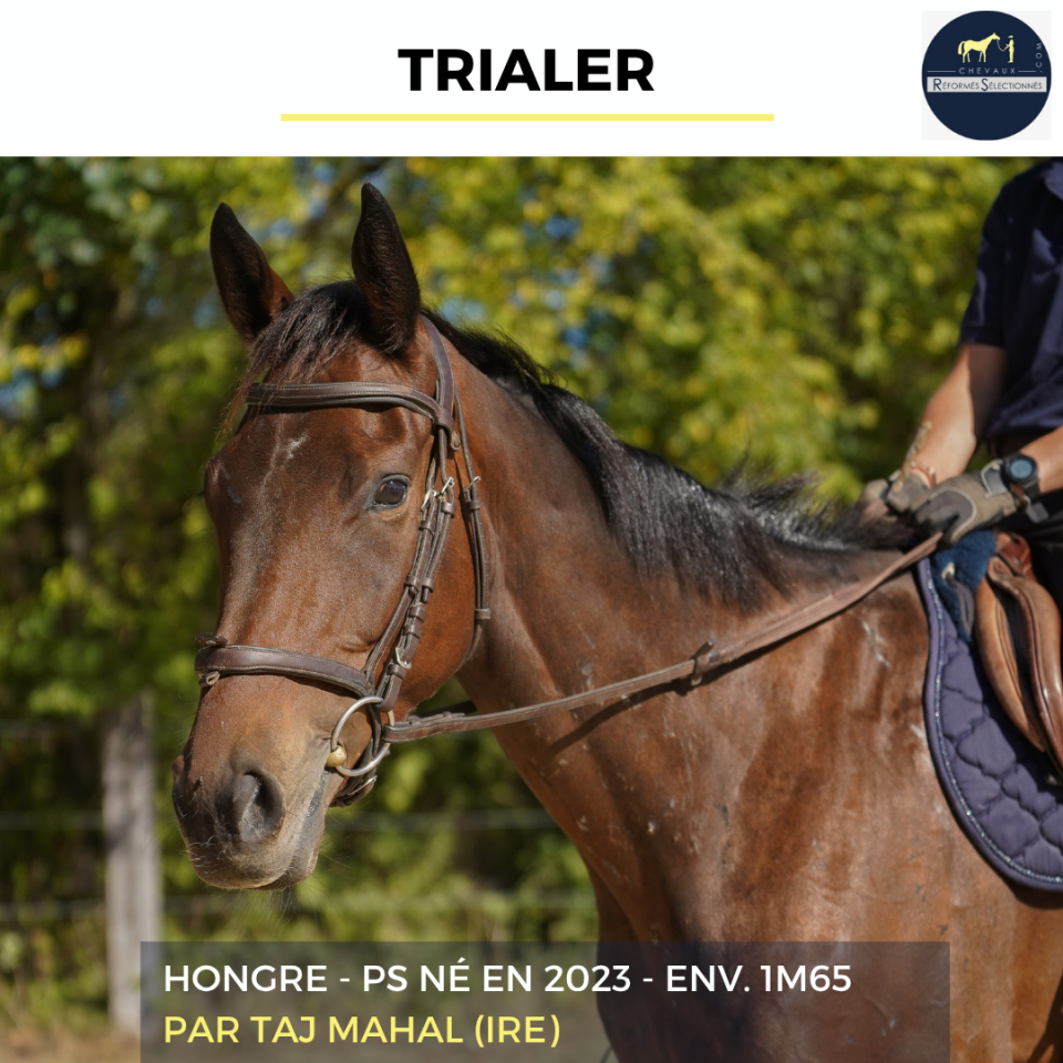 Gelding Thoroughbred For sale 2023 Bay