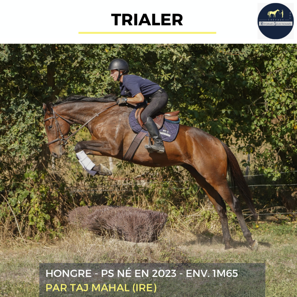 Gelding Thoroughbred For sale 2023 Bay