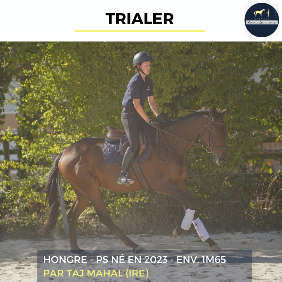 Gelding Thoroughbred For sale 2023 Bay
