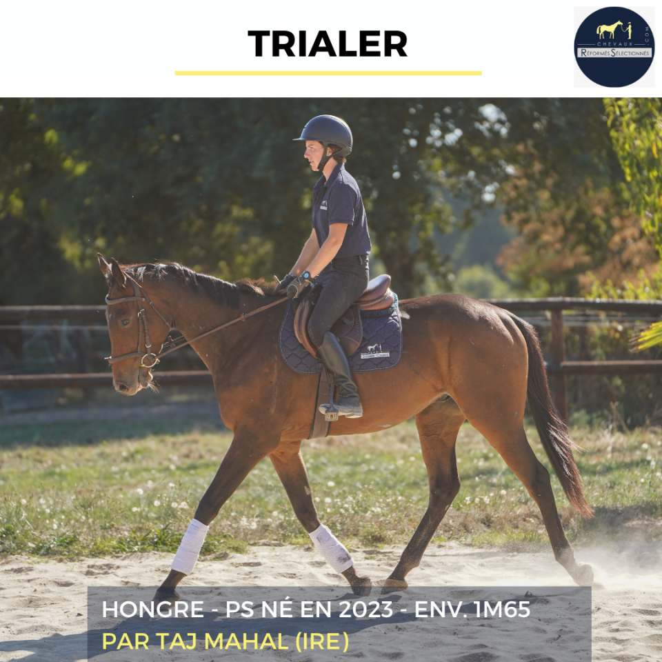 Gelding Thoroughbred For sale 2023 Bay