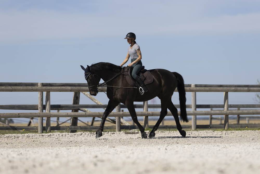 Equestrian property  Seine-et-Marne
