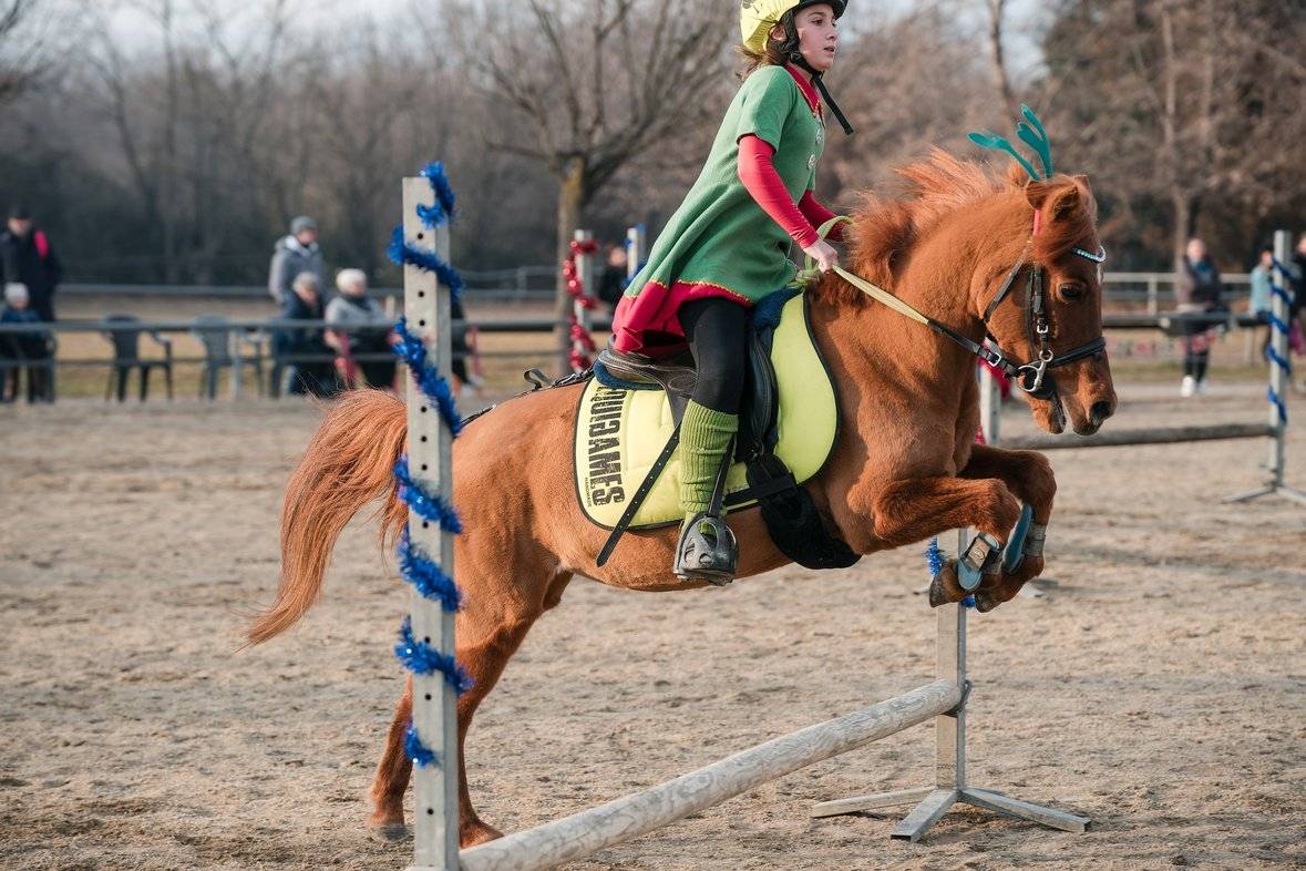 Mare Other Pony Breed For sale 2011 Chesnut