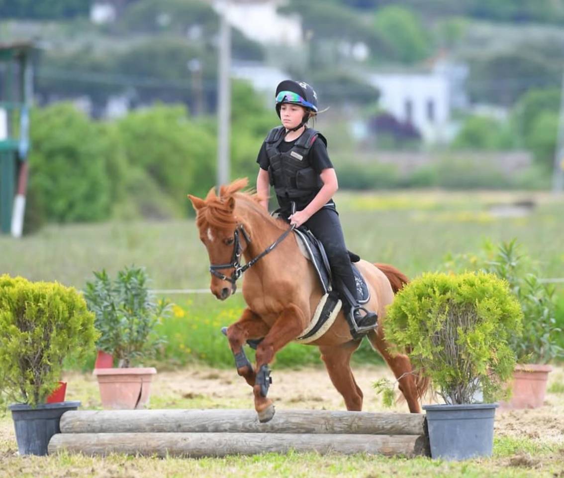 Mare Other Pony Breed For sale 2011 Chesnut