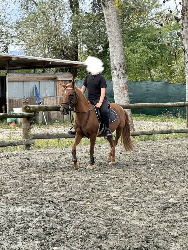 Mare Other Pony Breed For sale 2011 Chesnut