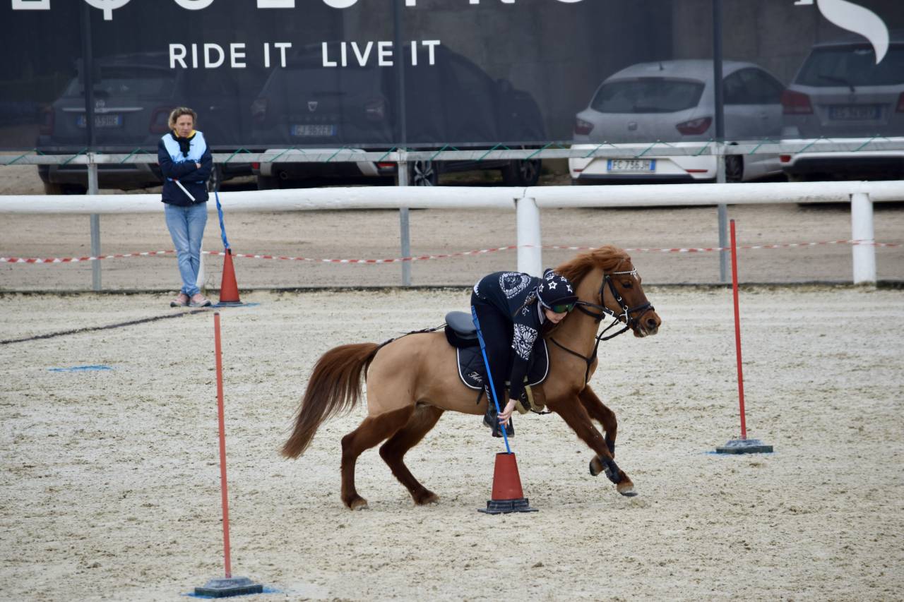 Mare Other Pony Breed For sale 2011 Chesnut