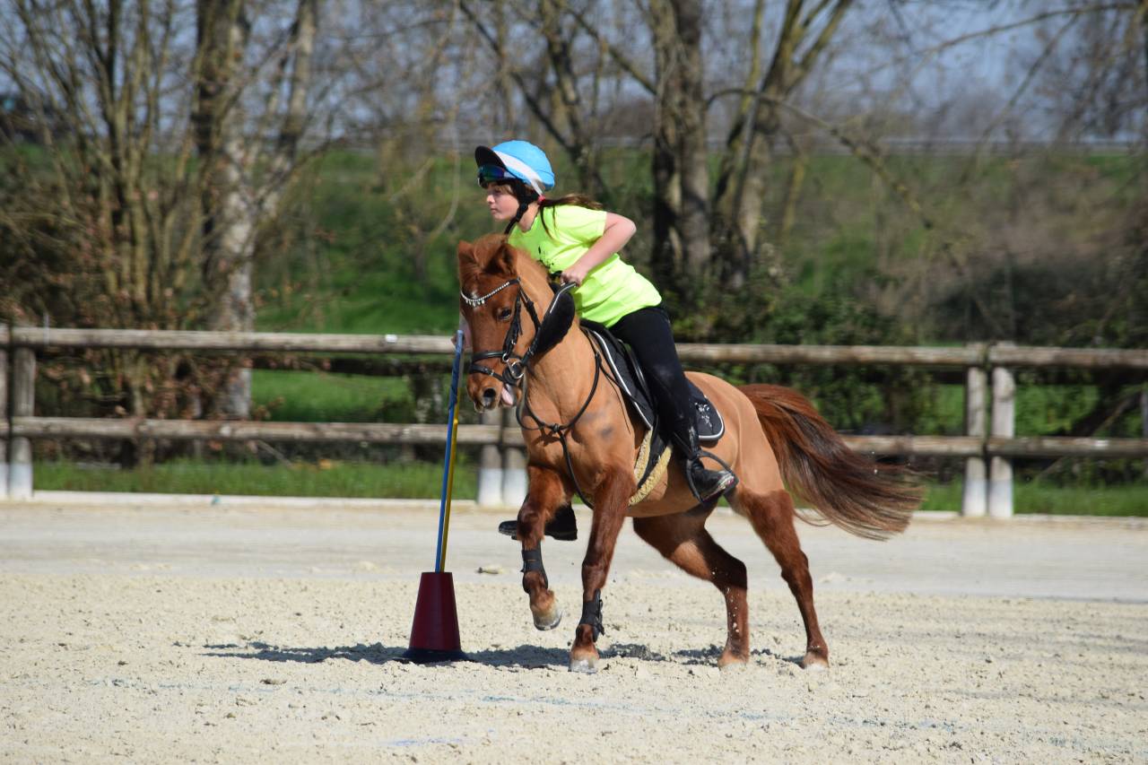 Mare Other Pony Breed For sale 2011 Chesnut