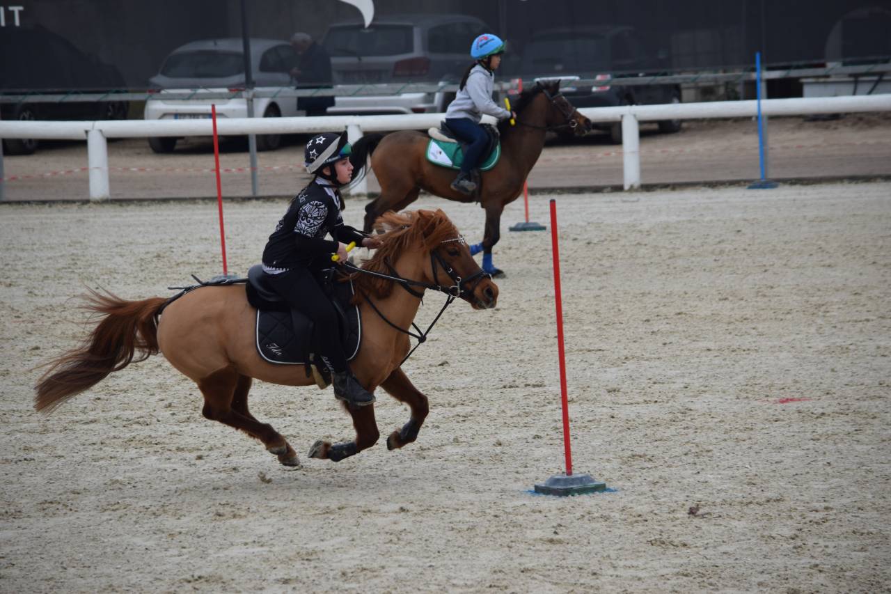 Mare Other Pony Breed For sale 2011 Chesnut