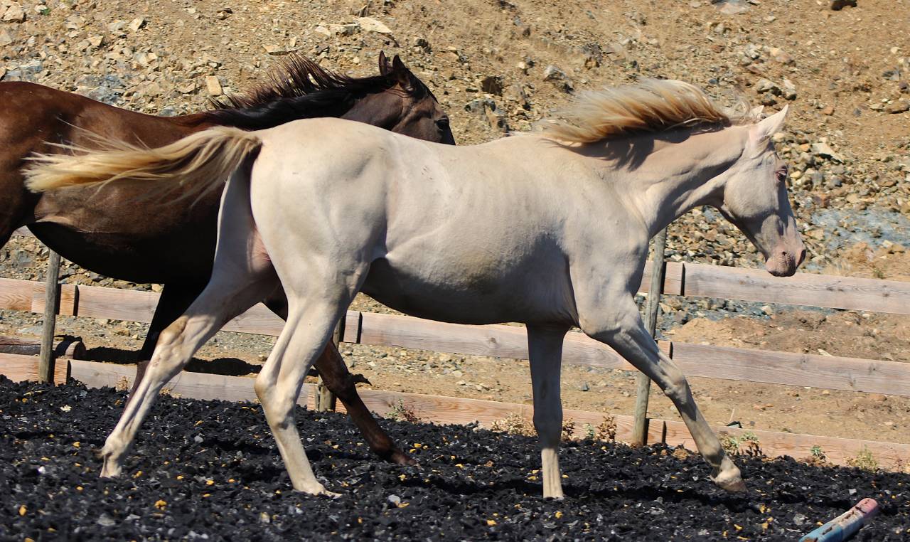 Gelding PRE Pure Spanish Bred For sale 2025 Pearl