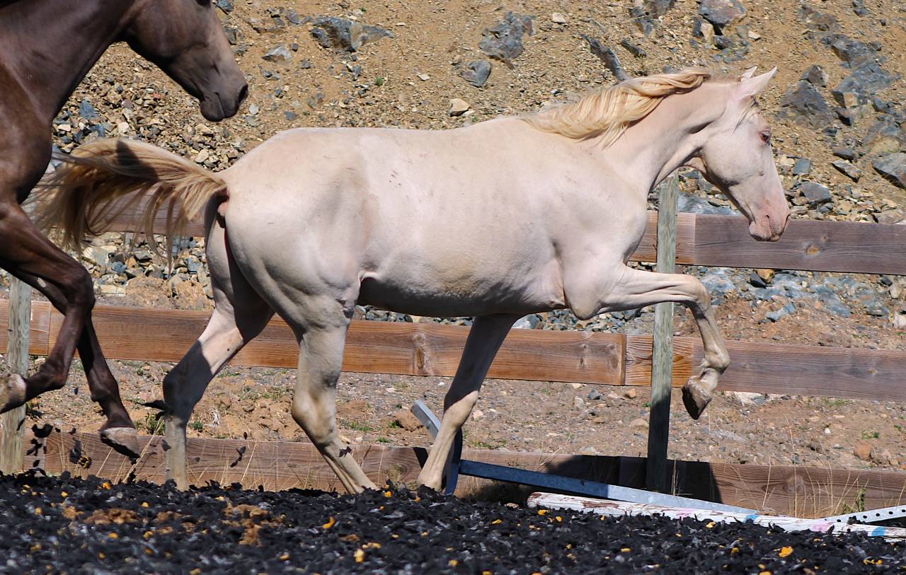 Gelding PRE Pure Spanish Bred For sale 2025 Pearl
