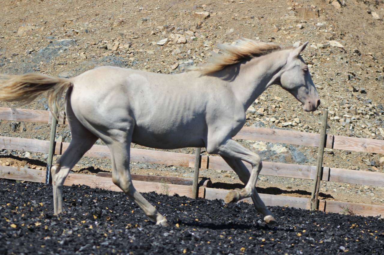 Gelding PRE Pure Spanish Bred For sale 2025 Pearl