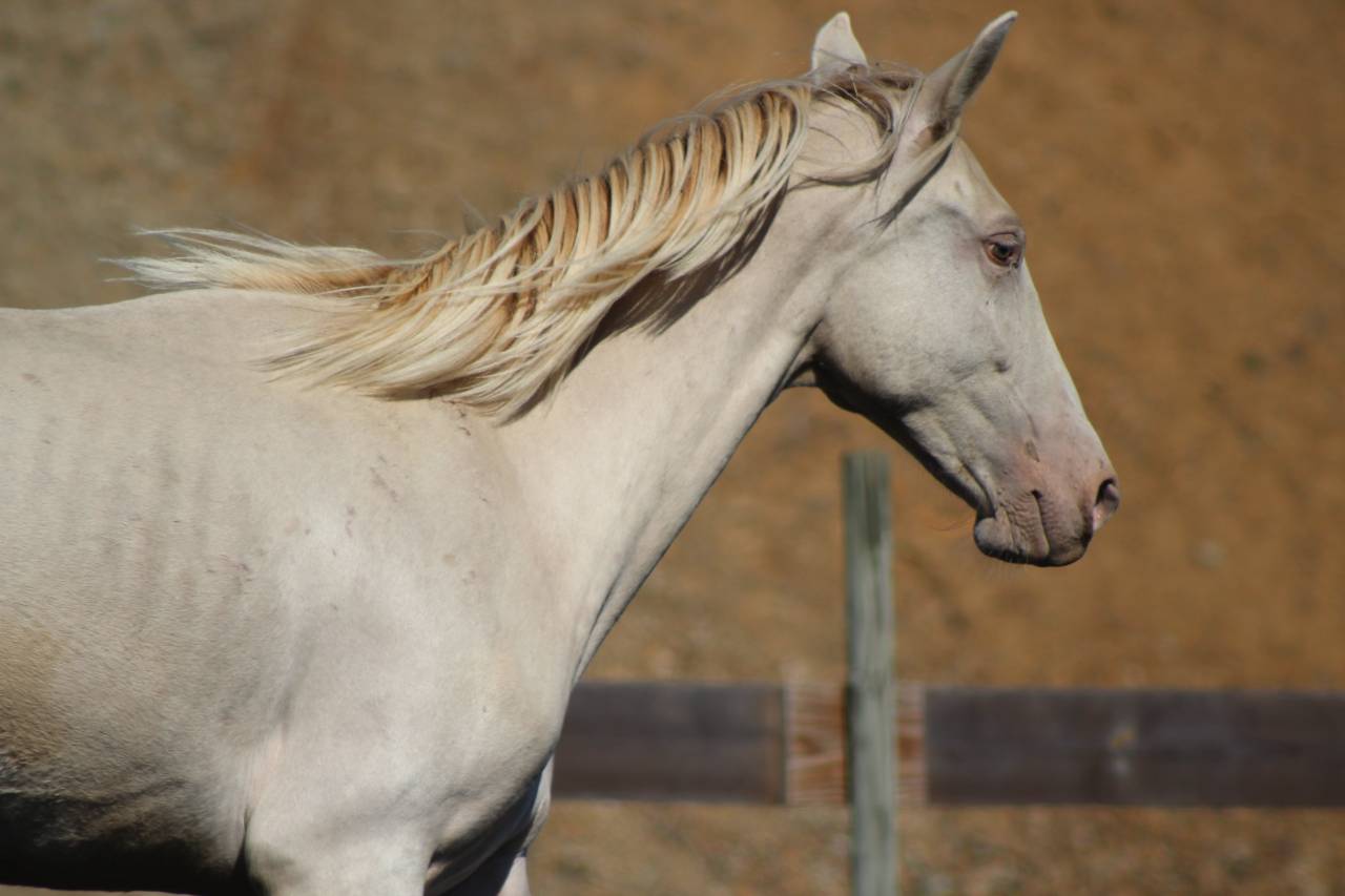 Gelding PRE Pure Spanish Bred For sale 2025 Pearl
