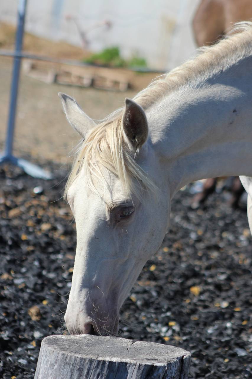 Gelding PRE Pure Spanish Bred For sale 2025 Pearl