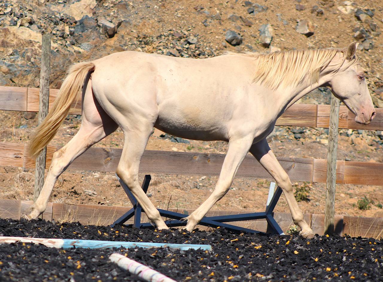 Gelding PRE Pure Spanish Bred For sale 2025 Pearl