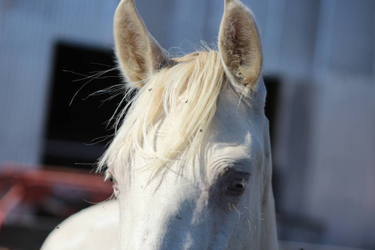 Gelding PRE Pure Spanish Bred For sale 2025 Pearl