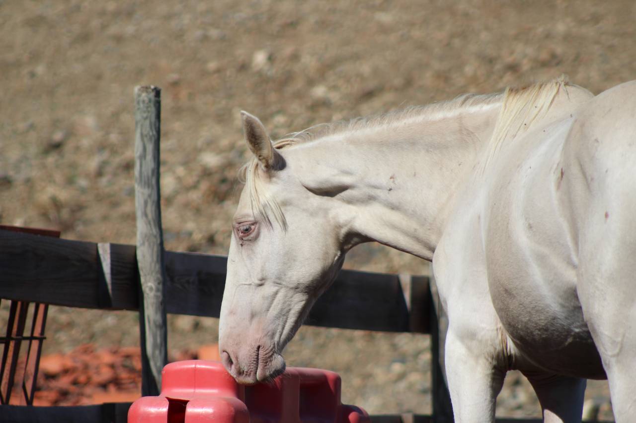 Gelding PRE Pure Spanish Bred For sale 2025 Pearl