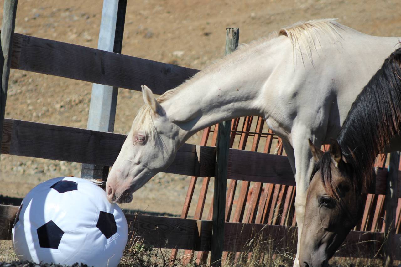 Gelding PRE Pure Spanish Bred For sale 2025 Pearl