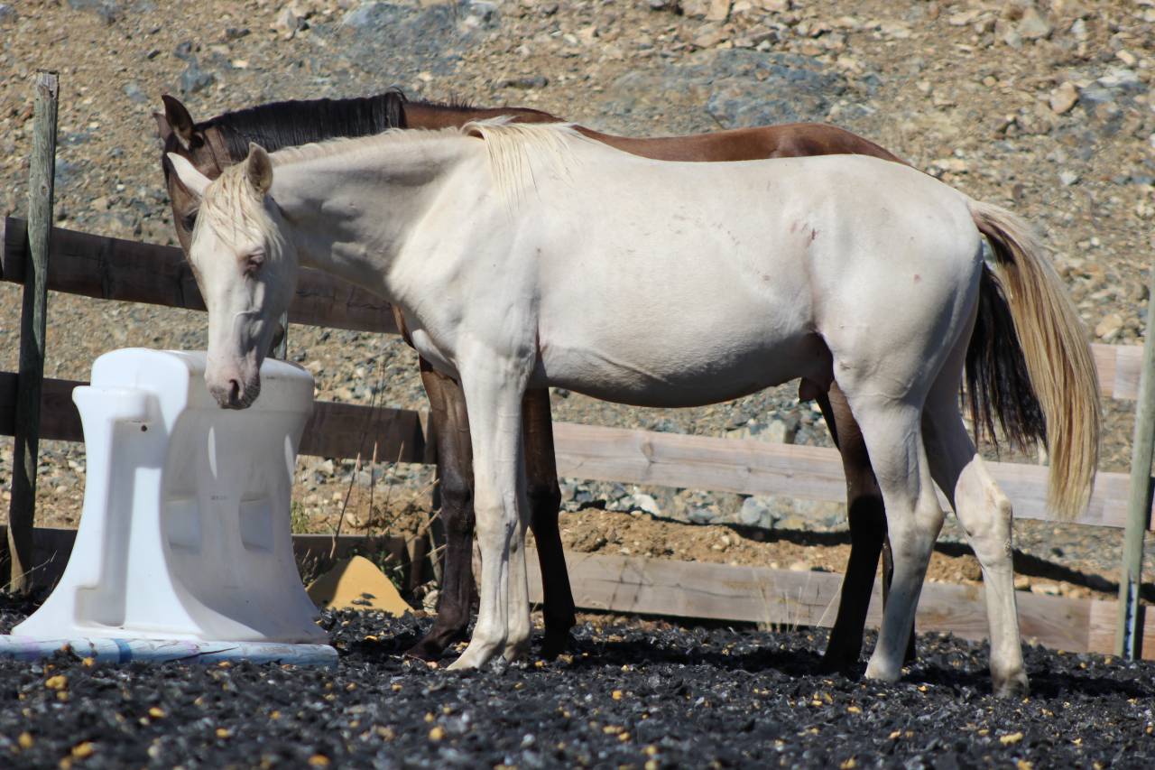 Gelding PRE Pure Spanish Bred For sale 2025 Pearl