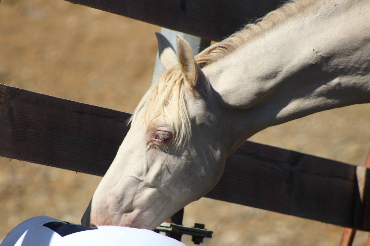 Gelding PRE Pure Spanish Bred For sale 2025 Pearl