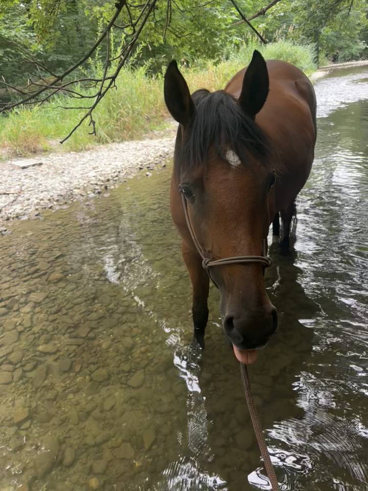 Mare Arabian Thoroughbred For sale 2019 Bay
