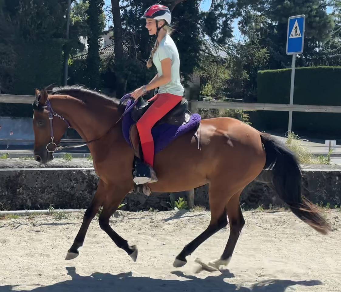 Mare Arabian Thoroughbred For sale 2019 Bay