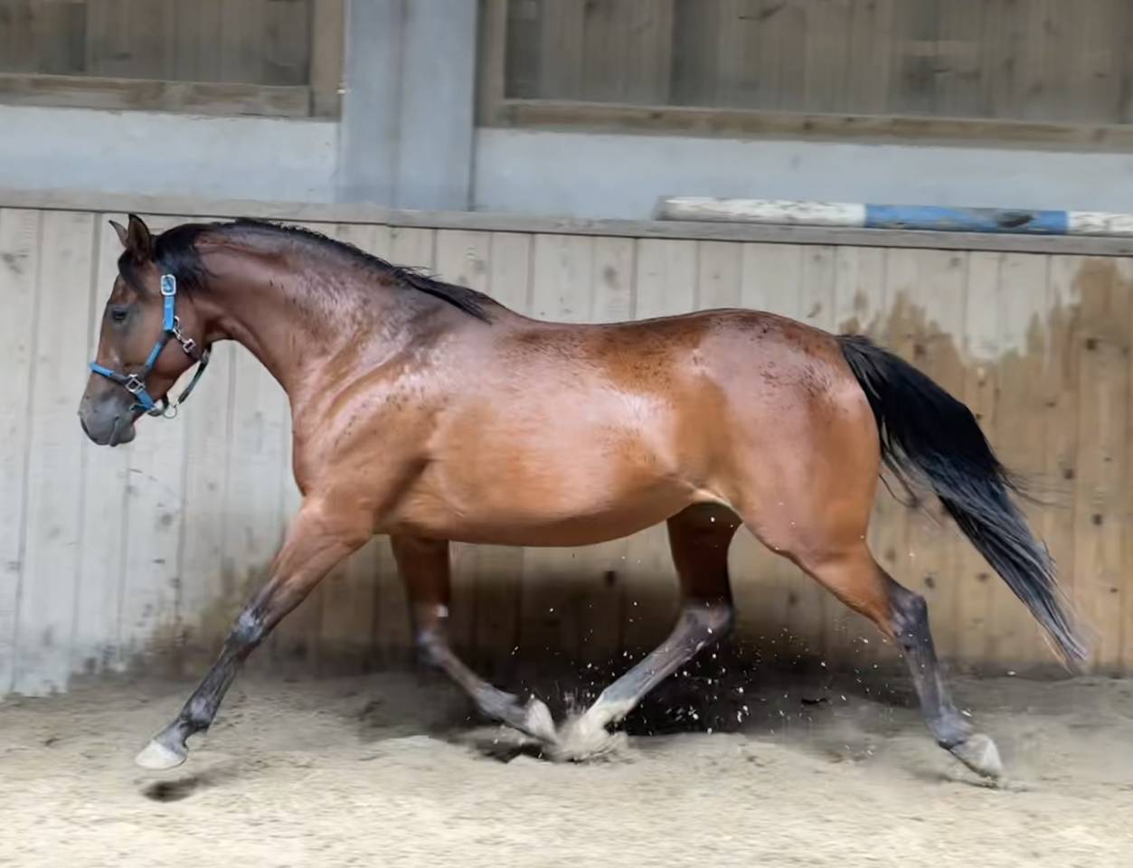 Mare Arabian Thoroughbred For sale 2019 Bay
