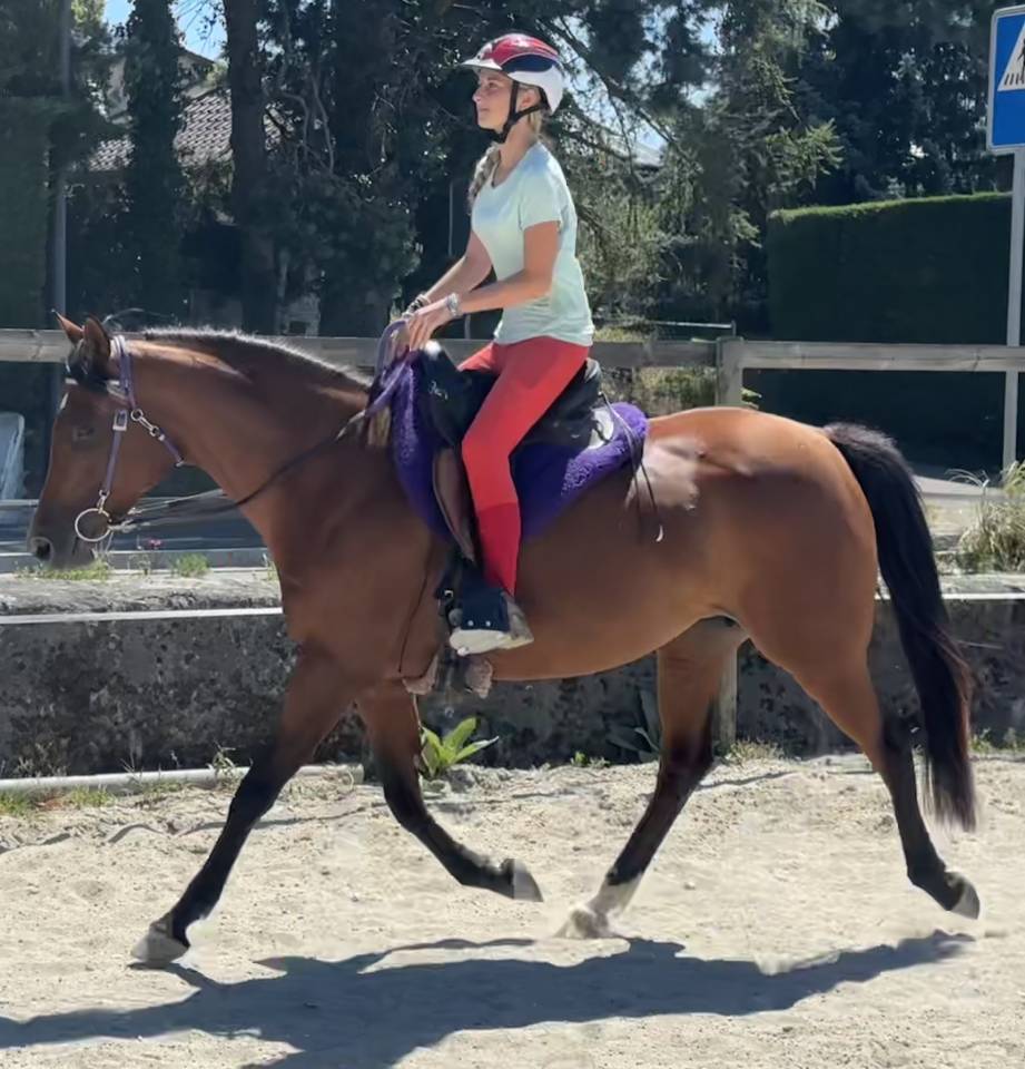 Mare Arabian Thoroughbred For sale 2019 Bay