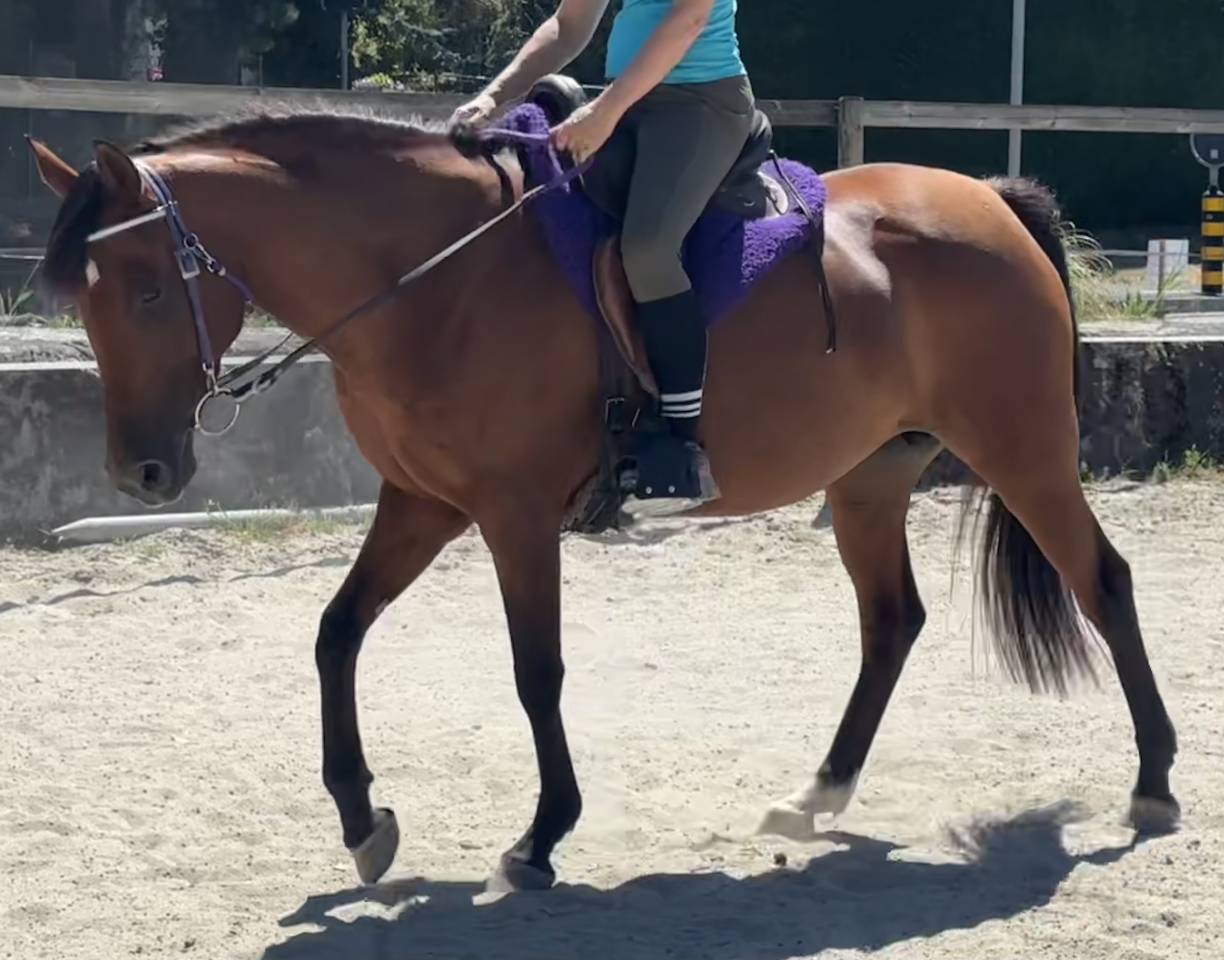 Mare Arabian Thoroughbred For sale 2019 Bay