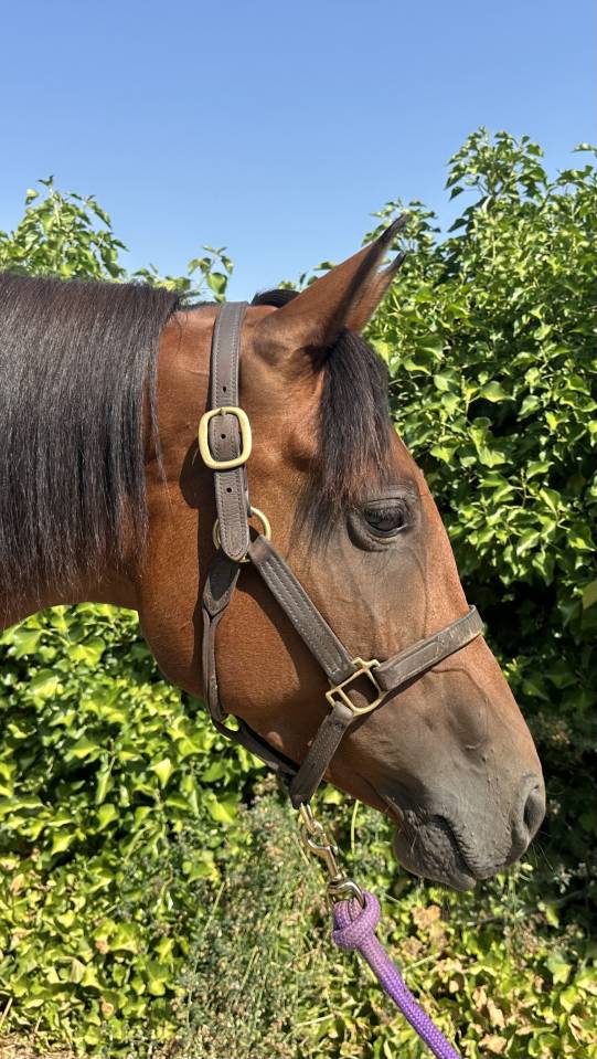 Mare Arabian Thoroughbred For sale 2019 Bay