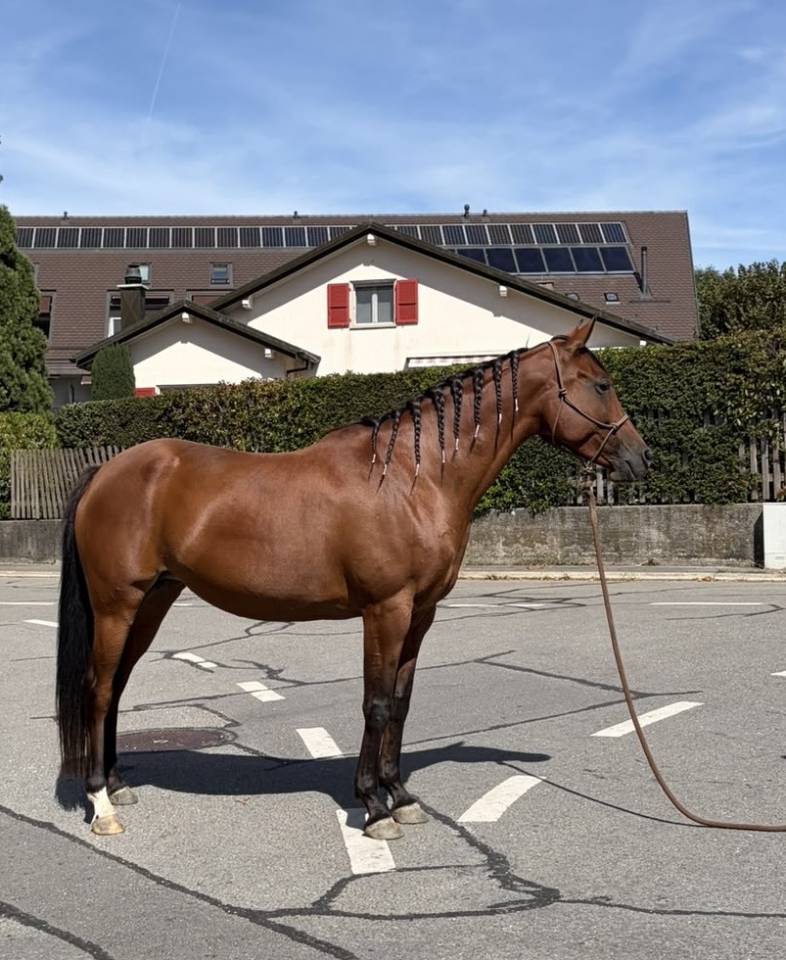 Mare Arabian Thoroughbred For sale 2019 Bay
