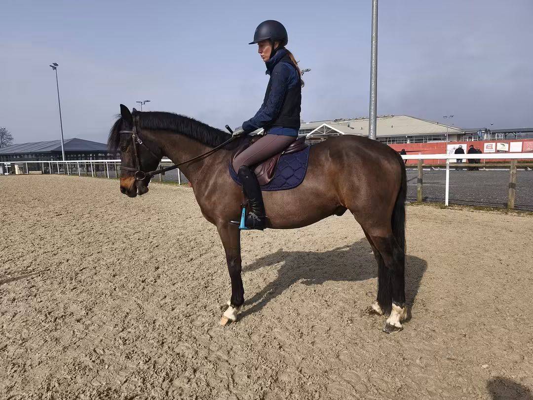Gelding Connemara For sale 2022 Dark Bay