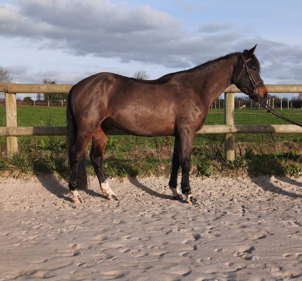 Gelding Connemara For sale 2022 Dark Bay